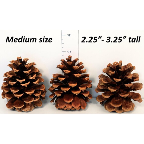 Lot of 25 Oregon Ponderosa Pine Cones Organic Medium size 2.25"- 3.25" Pinecones - Picture 2 of 3